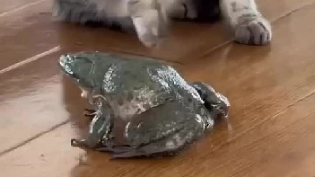 这家伙哭的，太吓猫了