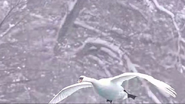 国外借鉴发明了飞机，我们发明了什么