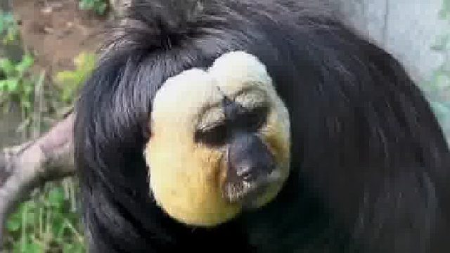 红山动物园顶流杜杜