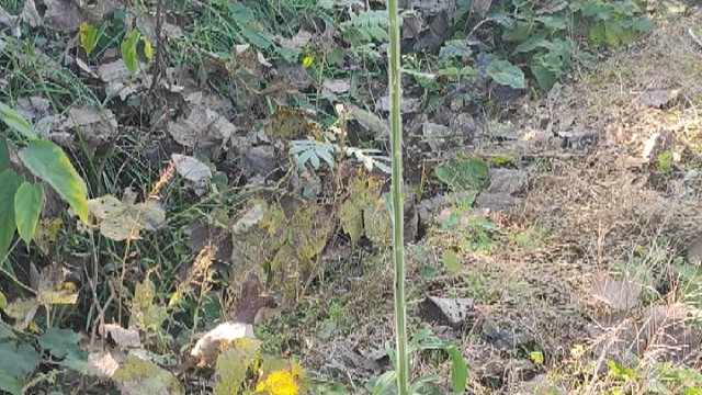 吾辈之后村中再无剑客