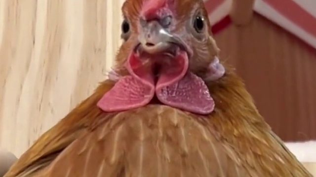 胜男：美少女的事你少管