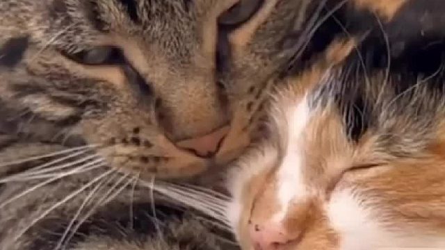 单身狗看了直呼残酷