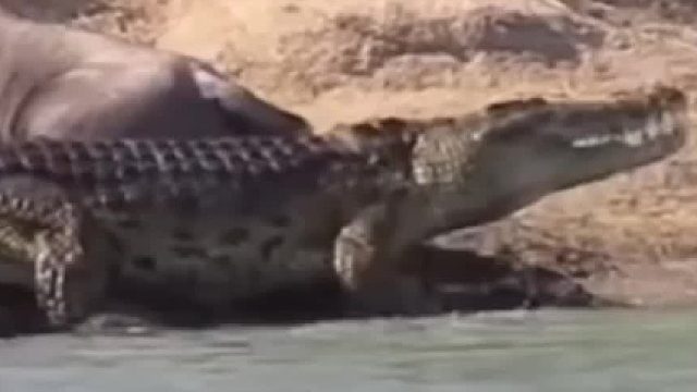 鳄鱼咬住角马的腿不让走