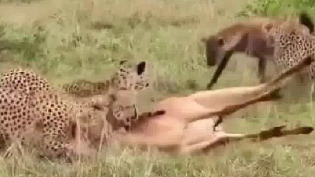 鬣狗抢夺猎豹食物，竹篮打水一场空