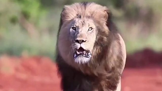 英姿飒爽的雄狮