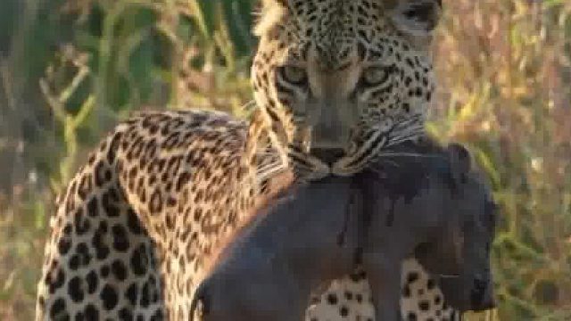 豹得到一只疣猪