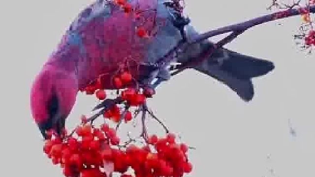 一雌一雄两只松雀枝头悠闲觅食，将宋代工笔画的氛围感拉到满格