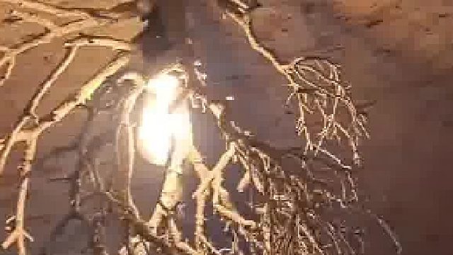 用枯掉的小树做一个风格独特的灯