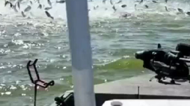 对钓鱼佬来说，这样的资源还需要什么技术……