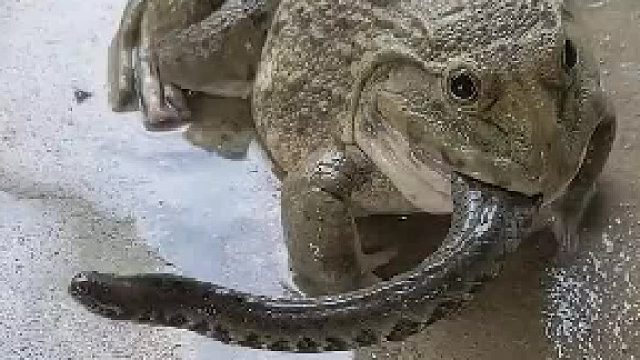 蟾蜍吃蛇，而且是一边消化一边吃……