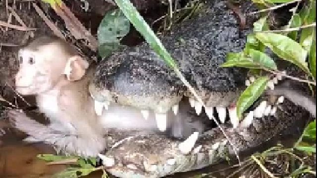 你以为自已是为人呐喊，其实你不过是平台资本的棋子