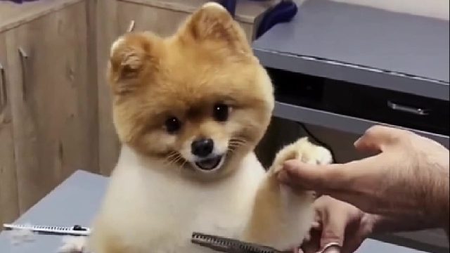 为了满足铲屎官对野生动物的喜爱，国外小哥开了家特殊的美容院