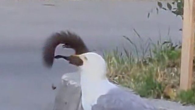 这只海鸥居然把一只松鼠吞了，有点惊悚……