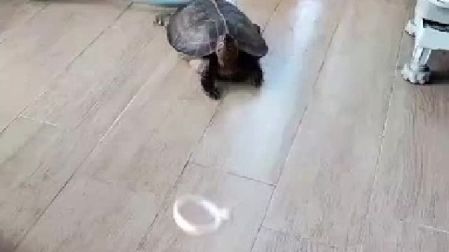主人和乌龟玩扔圈圈的游戏，看得出来，乌龟很珍惜这段美好时光