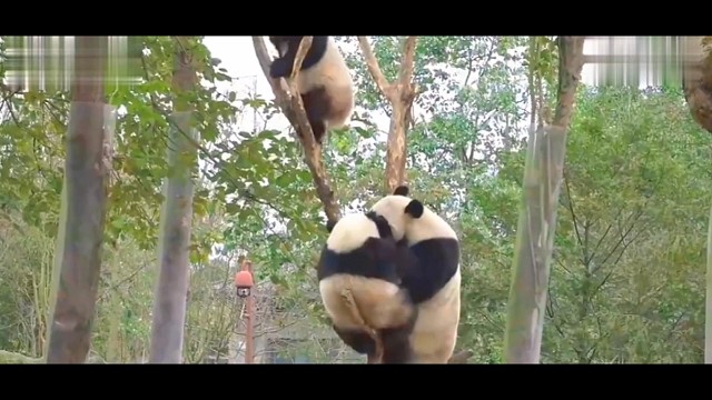 滚滚团子们在树上的那些事