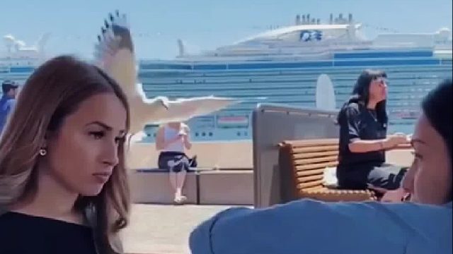 沙雕海鸥偷食的技术一流，但人类多次挑战它的智商确实为零