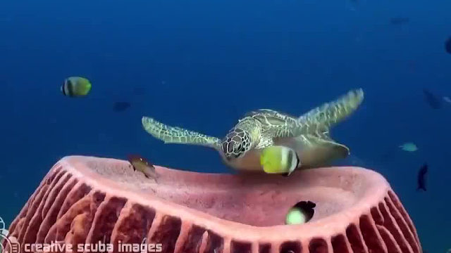 海龟找到了一个纯天然的“海绵床垫”，打了一个大大的哈欠，没事我就先睡啦~