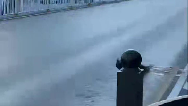 大城市就是不一样，孔雀在街上遛弯！