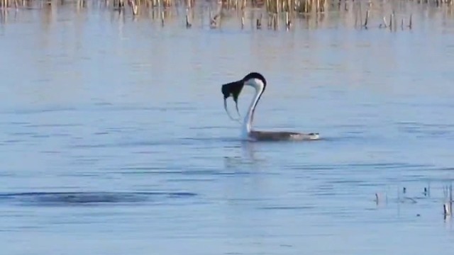 优雅，永不过时