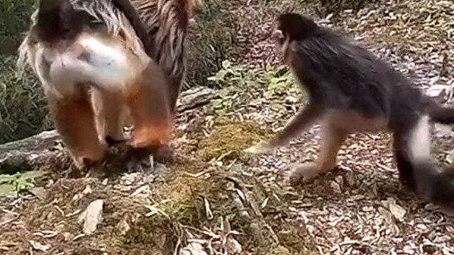 甘肃白水江一只金丝猴遇到伤心事，扑到另一只怀中。