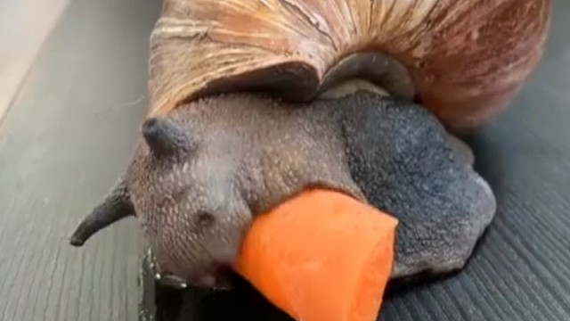 非洲蜗牛吃胡萝卜，蜗牛有牙齿吗？蜗牛有雌雄吗？猜答案。