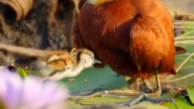 水雉爸爸怎么保护孩子？把它们塞到翅膀下，马上离开危险现场。