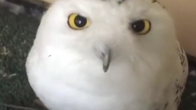 动保机构教育大使-雪猫头鹰诺埃尔·乔尔。