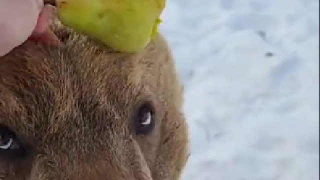 熊原来是吃素食的啊