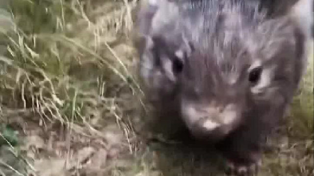 这是猪鼠吗 ， 怎么大只啊