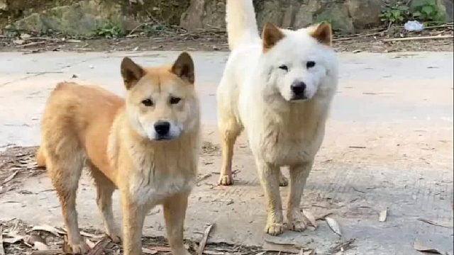 黄狗我吃过了这块给小白吃