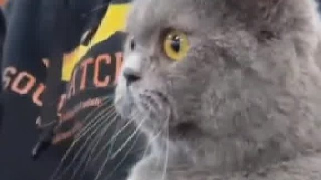 主人带小猫去上课，小猫挺直身板，目光坚定地看着大屏幕