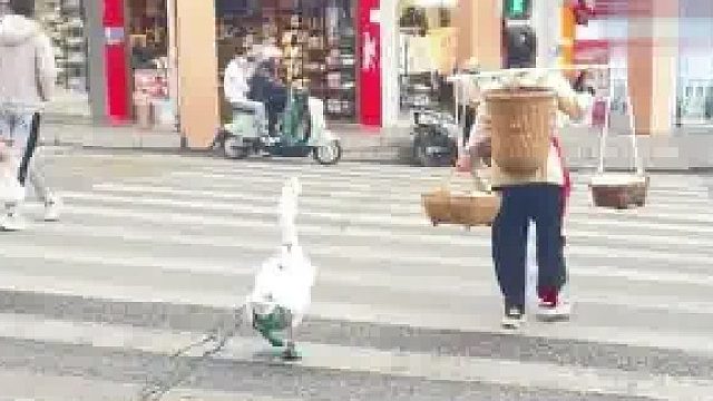 大白鹅跟着主人摆摊卖蛋 居然听得懂人话 不能闯红灯  网友：它主人还给它弄了屁兜 怪讲究的