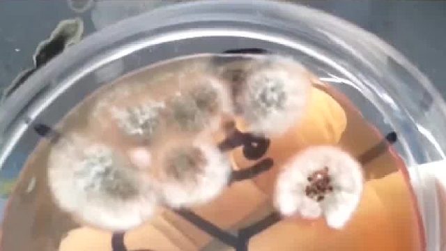 如果一个人吃下发霉的食物，会发生什么，切掉发霉部分还能吃03