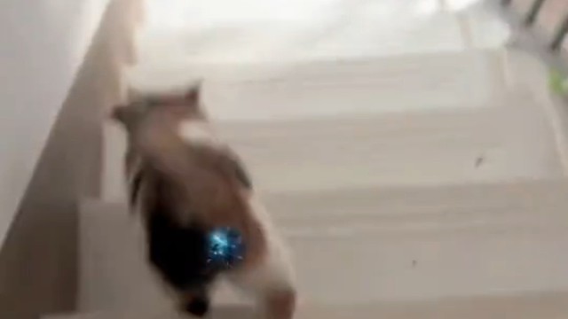 你家猫太抽象了