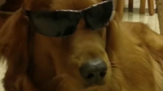 狗子吃下20颗石子摇晃肚子都能听到响声