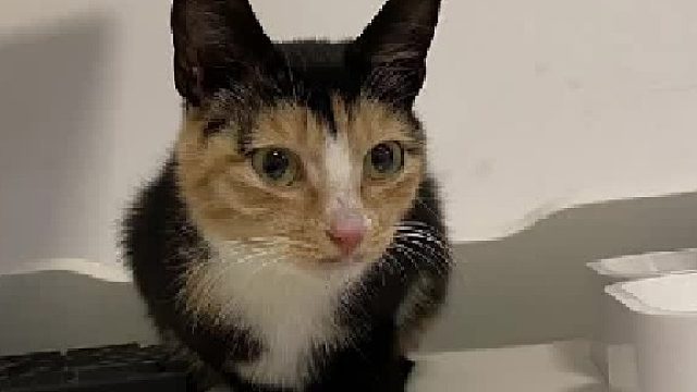 啊？啊？！啊！！反差三花猫