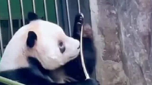 “萌二”在呲牙与不吡牙中犹豫了