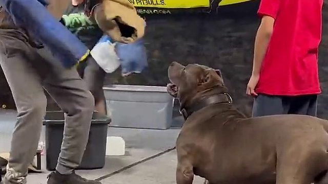 狗哥：你怎么挑衅我都无所谓，但无论如何不能碰我的小主人…