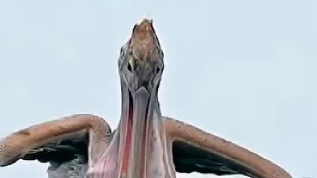 那层皮那么结实吗？