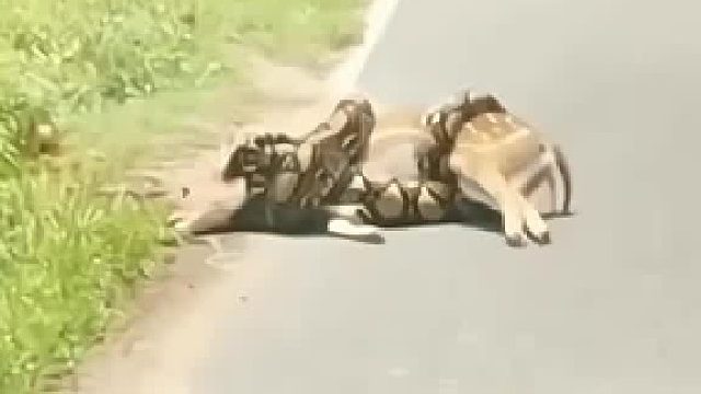 神奇动物看这里，动物世界