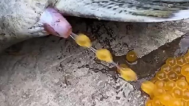 他知道他活不了了，他把身体里的宝宝全部卸下了。希望他的宝宝能好好活着