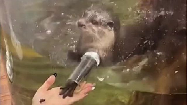 哇，好可爱，我的心都快要被它融化了