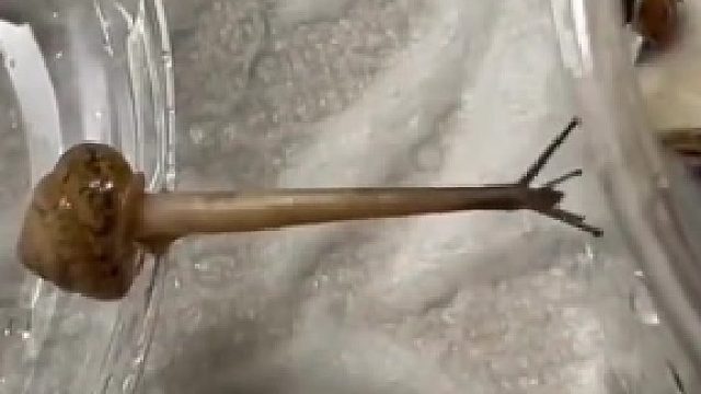 蜗牛的核心力量