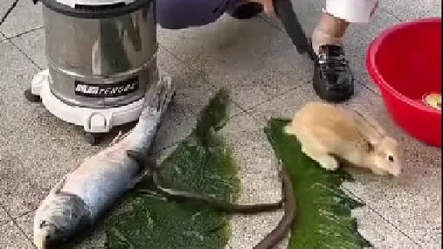 有本事把那条鱼吸进去