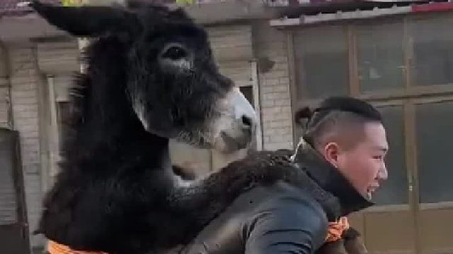 这才是真正的驴友