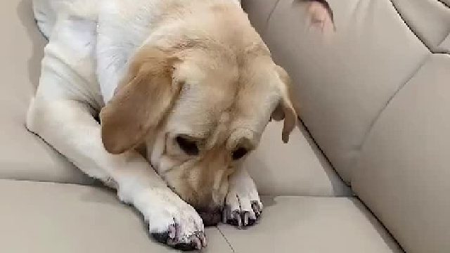 这狗狗是哪个学校毕业的？？