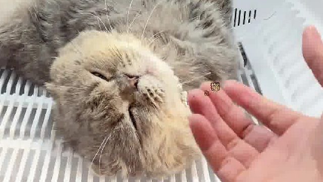 这是猫？是猫精吧，别家猫洗澡要命，你洗澡睡觉，这差距，说你成精了都不为过。太享受了