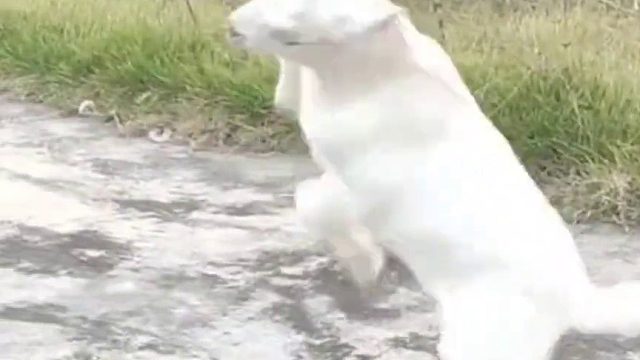 小羊卖力展示“旋风踢”，在一声声的夸奖中迷失自我…