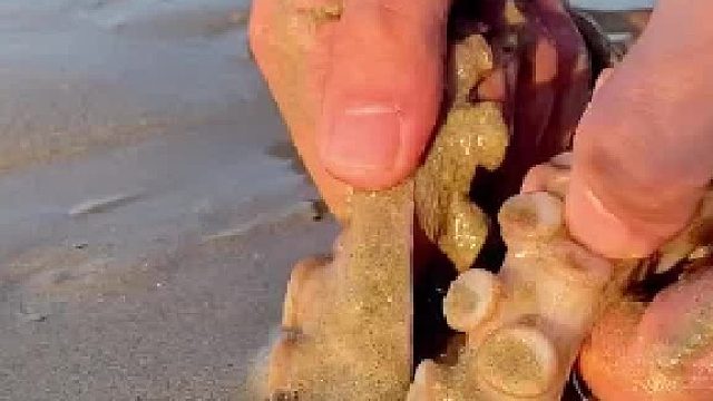 海边刚退潮来海边赶海，碰到这种小触手千万别错过了，很有可能有大货