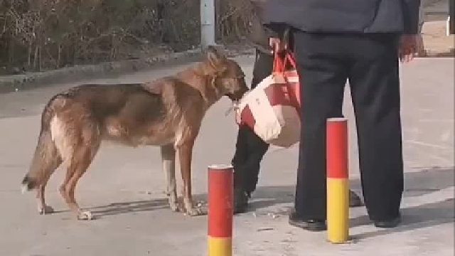 狗子能吃多少，取决于他们兄弟情谊有多深